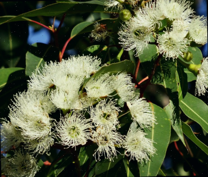 Flores de eucalipto As folhas de eucalipto possuem óleos que afastam mosquitos