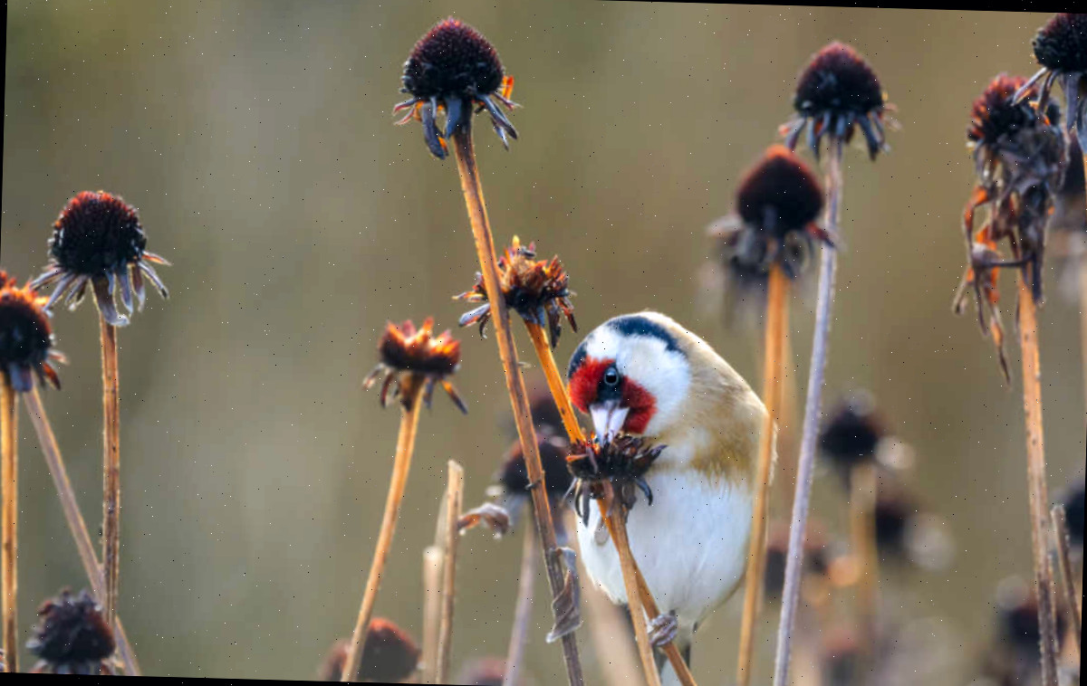 Não remova essas flores com sementes. Pintassilgo-europeu comendo as cabeças de sementes de echinácea no inverno.