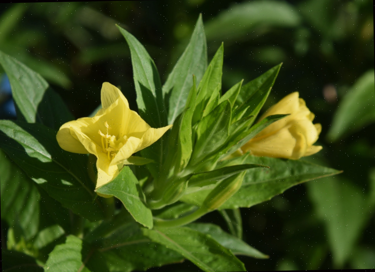 Flores de prímula da noite amarelas.