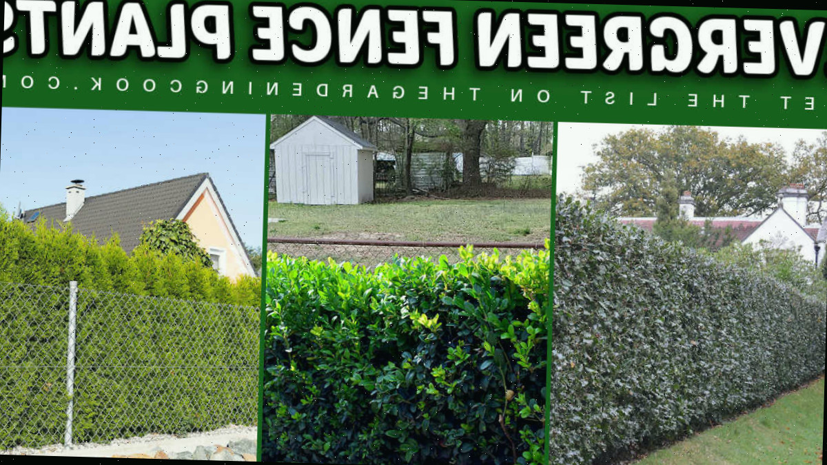 Imagens de plantas perenes para cercas que escondem uma cerca de tela, incluindo tuia, buxo e azevinho.