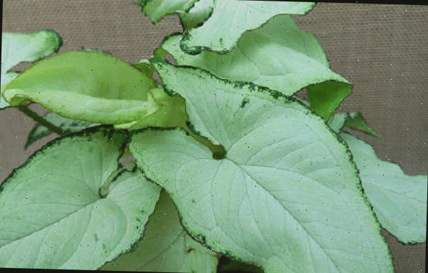 Close up of leaves