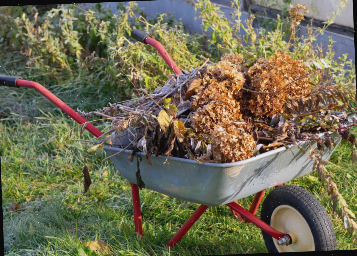 Detritos de jardim em uma carroça no outono para remover habitats de hibernação para os besouros.