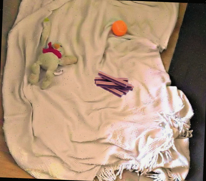 Leve os pertences favoritos do cão para o quarto do motel
