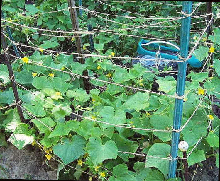 Uma treliça de pepino confeccionada com suportes de metal e faixas horizontais de juta, servindo de apoio para pepinos em crescimento.