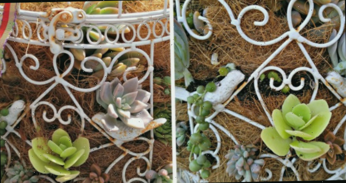 Uma colagem que apresenta imagens de uma gaiola branca plantada com suculentas, cercada por fibra de coco.