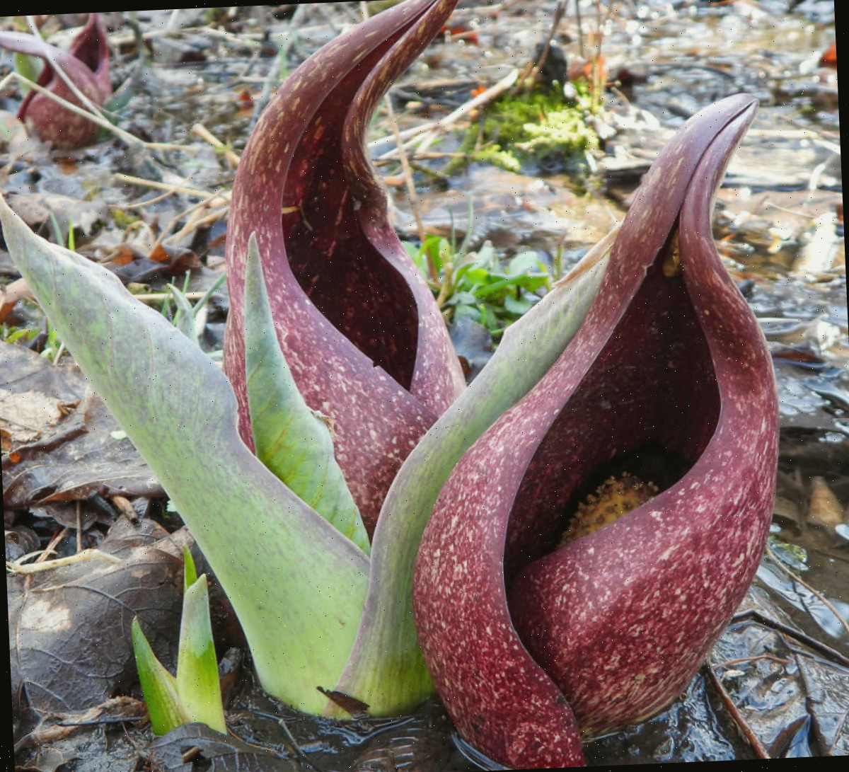 Uma planta nativa de repolho-fedorento desenvolvendo-se em um ambiente úmido.