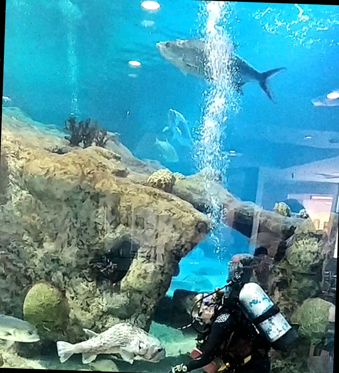 nutrindo os peixes no aquário ABQ
