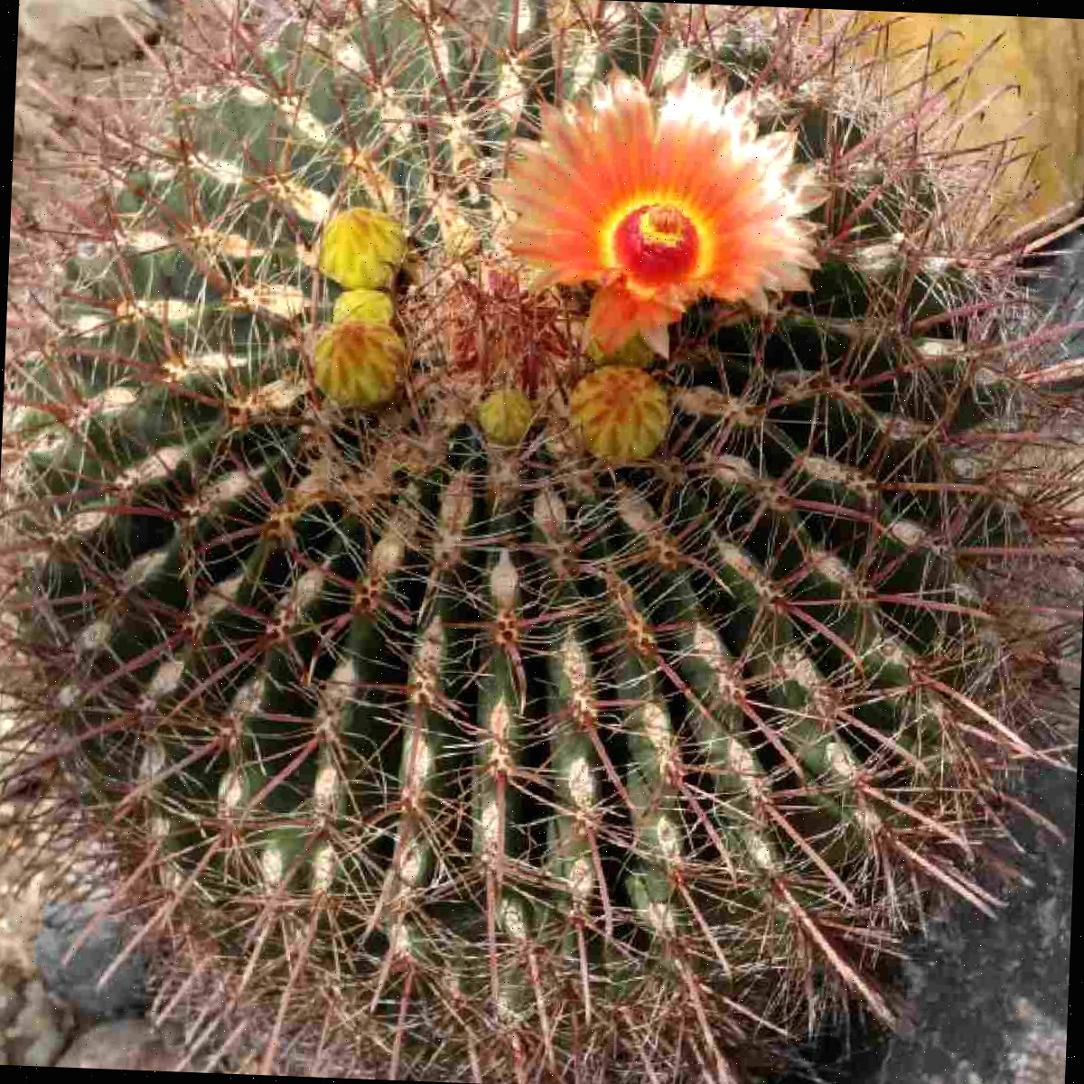 Um cacto de barril de gancho, conhecido botanicamente como Ferocactus wislizeni, com uma flor laranja aberta no topo, rodeado por diversos botões florais.