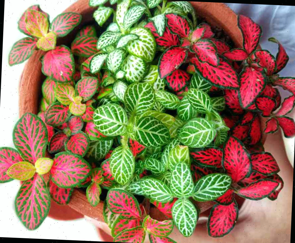 Mãos segurando plantas de Natal — variedades de fitônia.