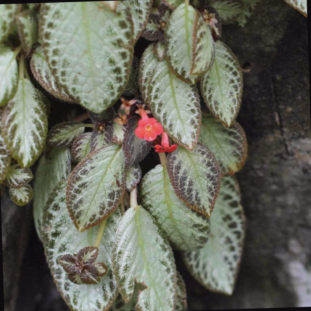 Uma imagem de uma flor violeta-chama laranja, respeitada botanicamente como Episcia cupreata, com abundante folhagem variegada verde e preta.