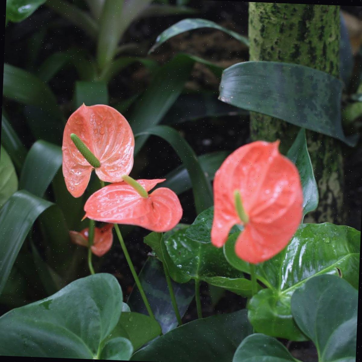 Quatro flores laranjas de antúrio, também chamadas de Anthurium andraeanum, acompanhadas de sua folhagem.