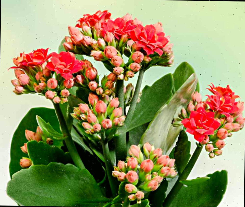 Kalanchoe de florista — uma linda planta de Natal.