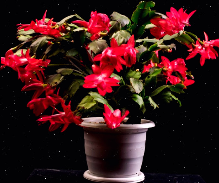 Cacto caranguejo vermelho em flor. Cacto vermelho de Ação de Graças em um vaso branco contra um fundo preto.