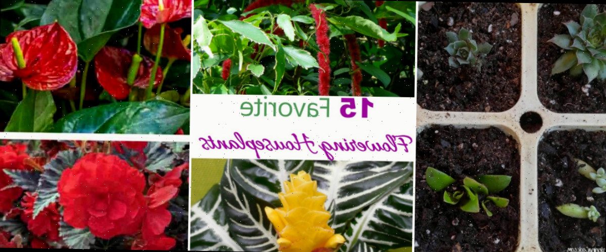 Mais artigos sobre plantas de casa. Uma colagem mostrando a multiplicação de suculentas, plantas de casa floridas e plantas com flores vermelhas.