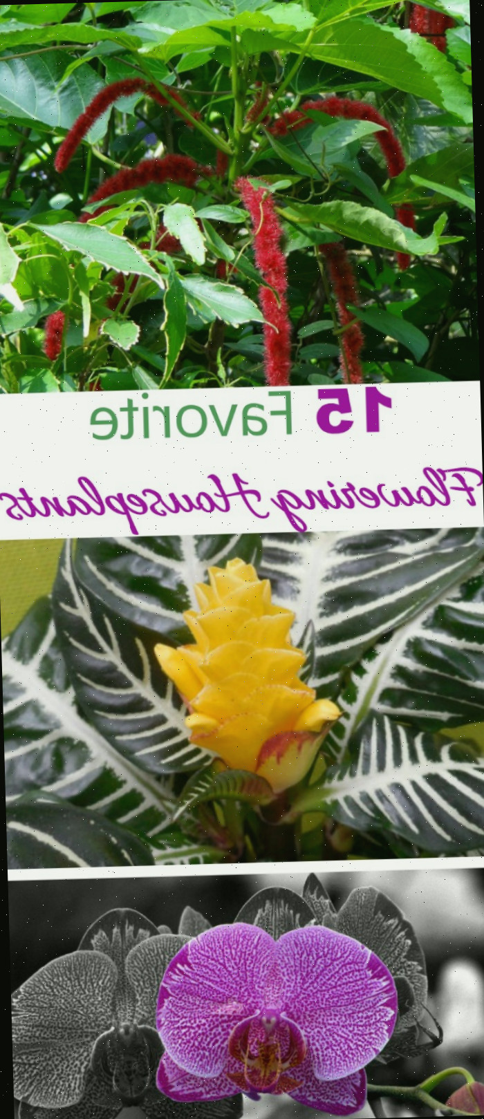 Plantas de interior floridas Essas 15 plantas de interior floridas trarão a cor e o calor do jardim para dentro de casa #plantasdeinteriorfloridas #plantasinternas