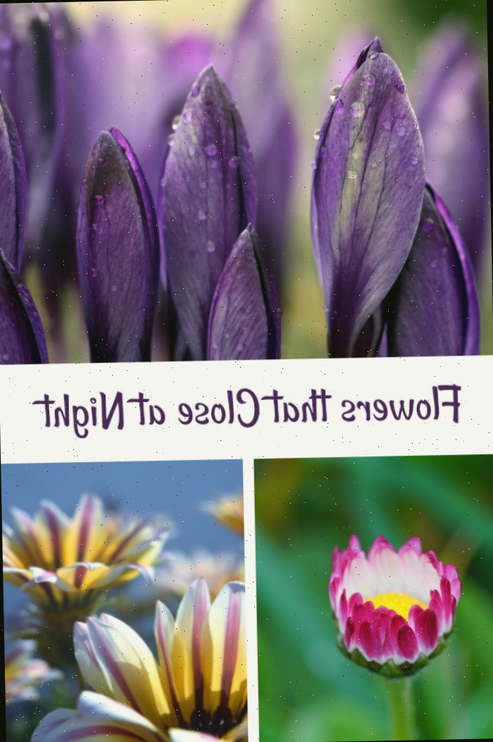 Imagens de flores de crocus, margarida e gazania com palavras Flores que fecham à noite.