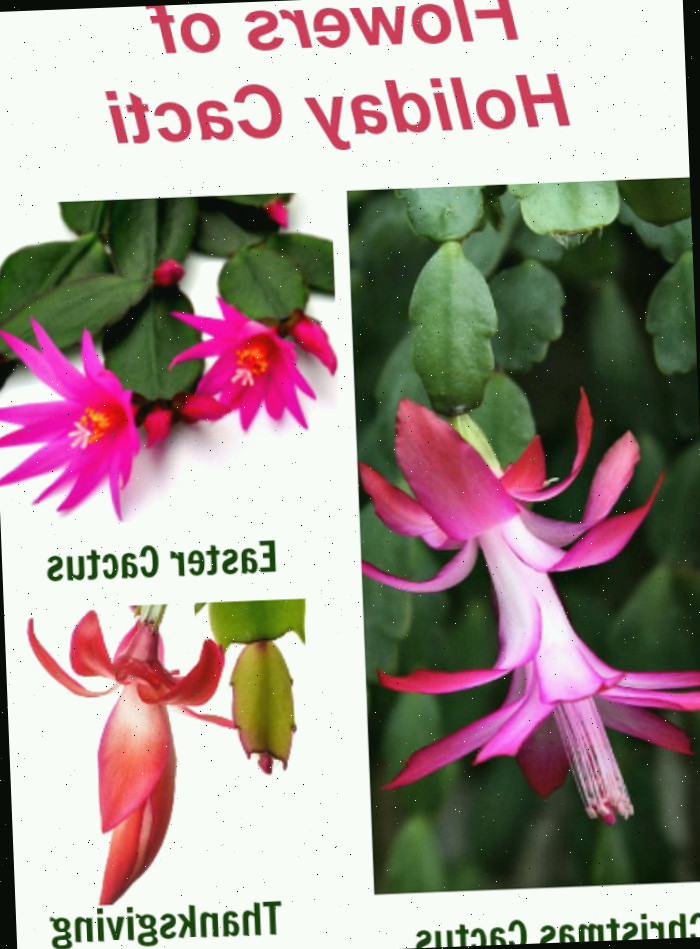 Flores dos cactos de fim de ano em uma colagem com texto.
