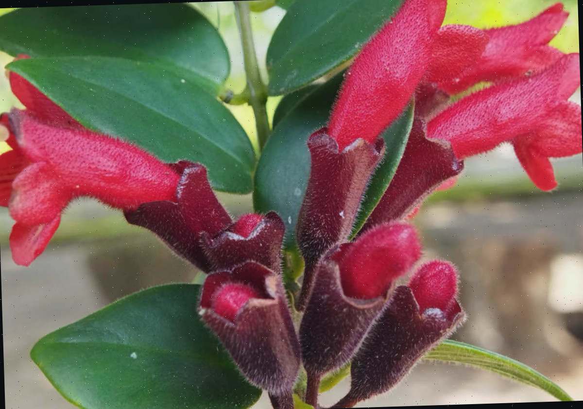 Flores da planta de batom.