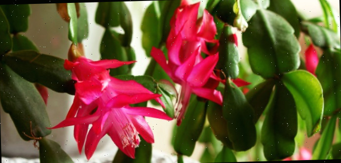Cacto de Natal em floração com flores rosas.