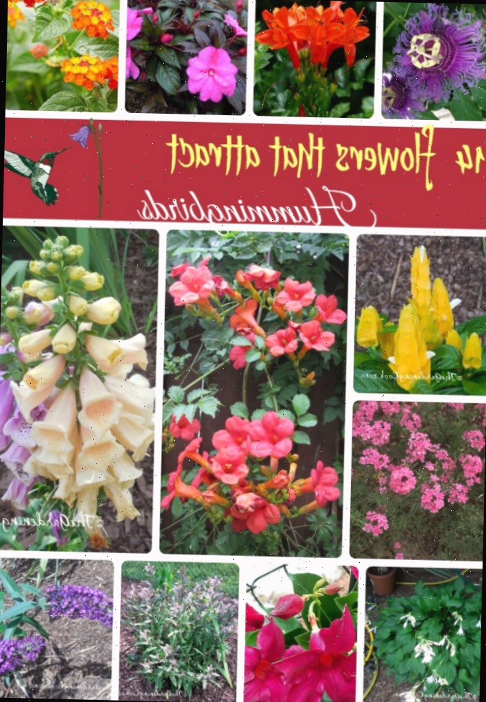 Plante essas 14 flores para atrair beija-flores para o seu jardim.