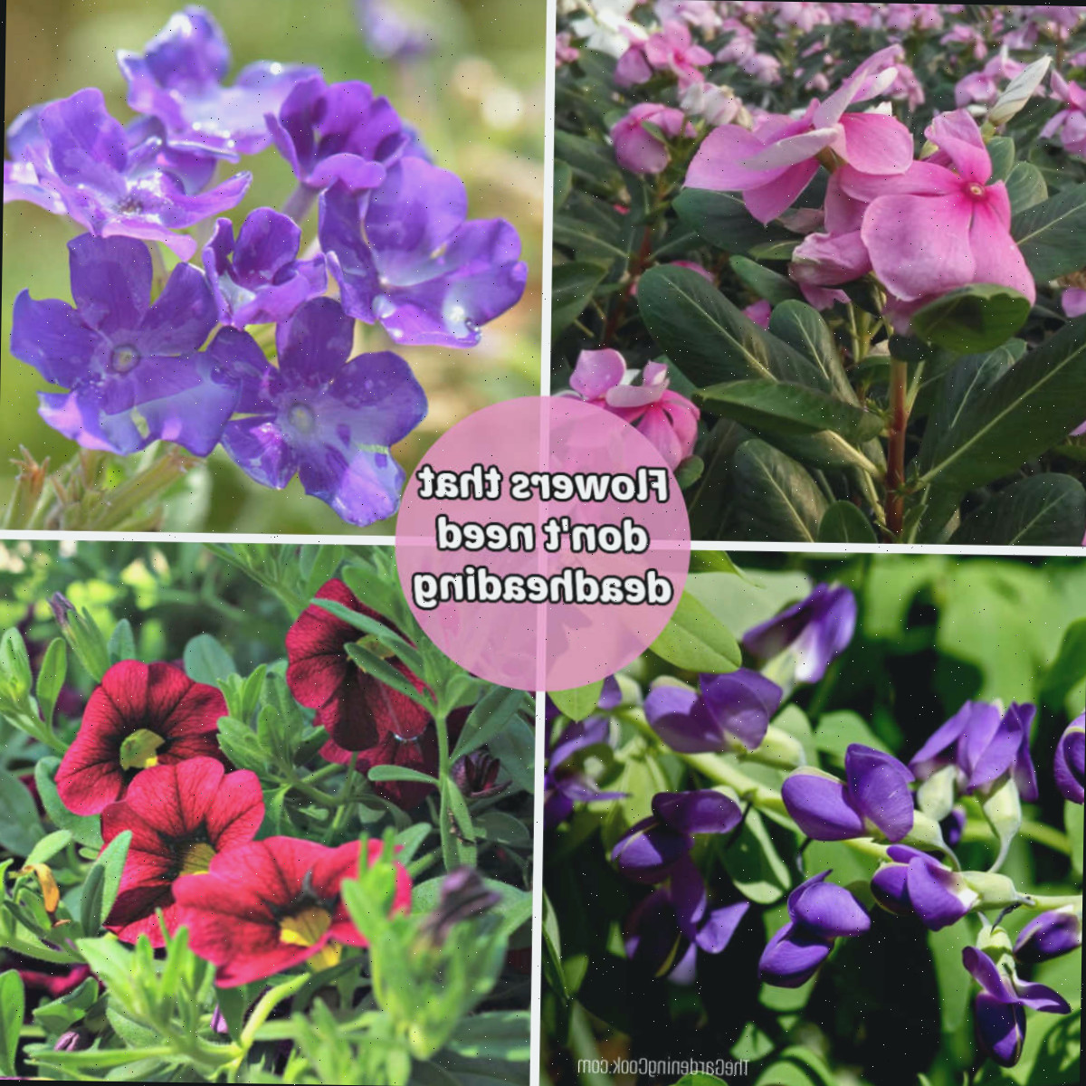 24 flores que não precisam de deadheading