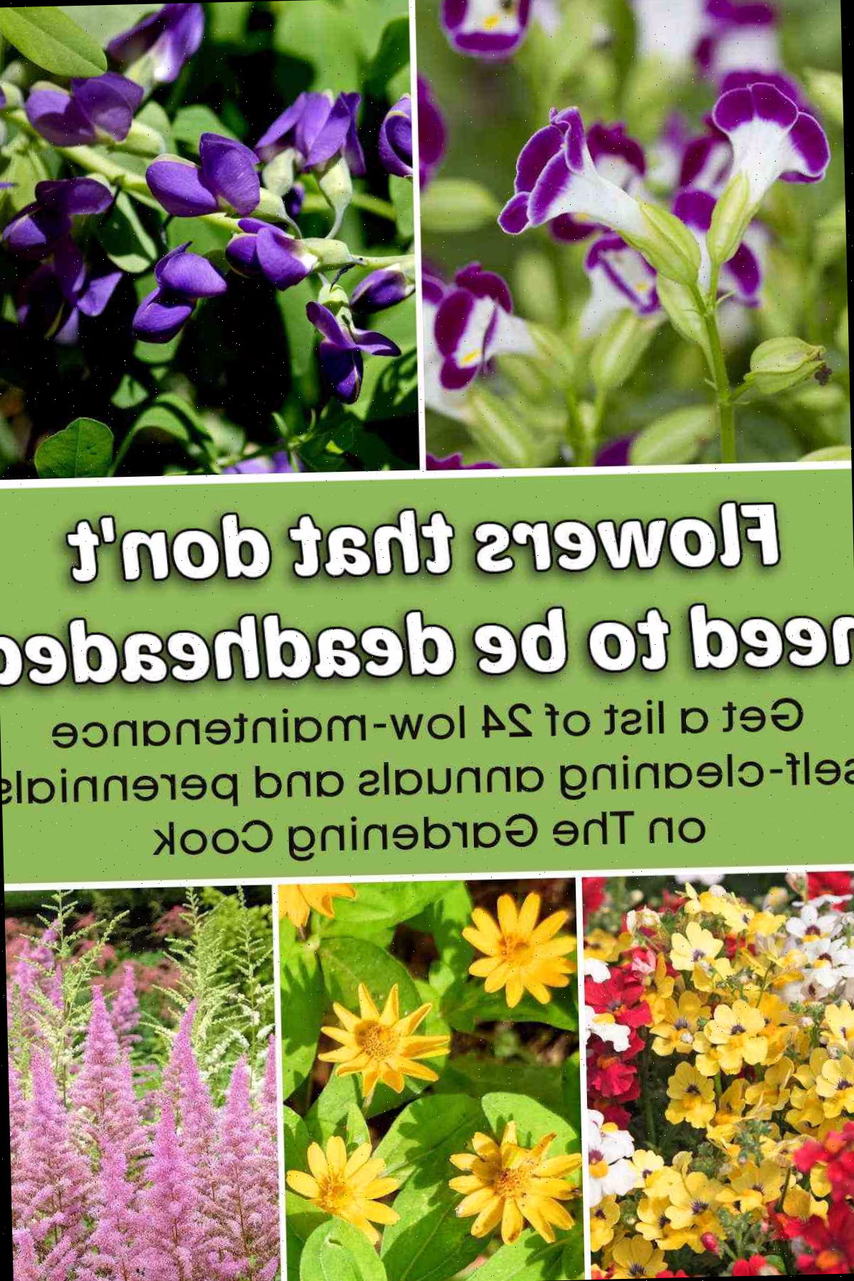 Flores auto-limpantes que não necessitam de deadheading Uma colagem com imagens de flores. O bloco de texto verde informa Flores que não necessitam de deadheading. Consiga uma relação de 24 anuais e perenes de baixa manutenção e auto-limpantes no The Gardening Cook.