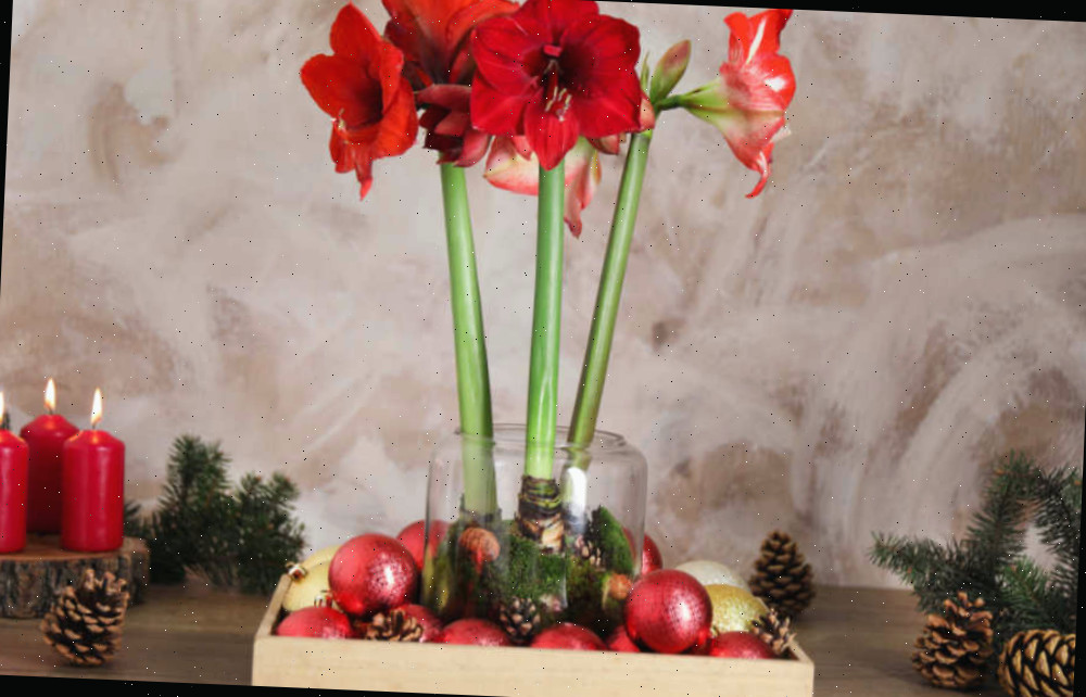 Bulbos de amarílis em uma bandeja com bolas de Natal, pinhas e velas.