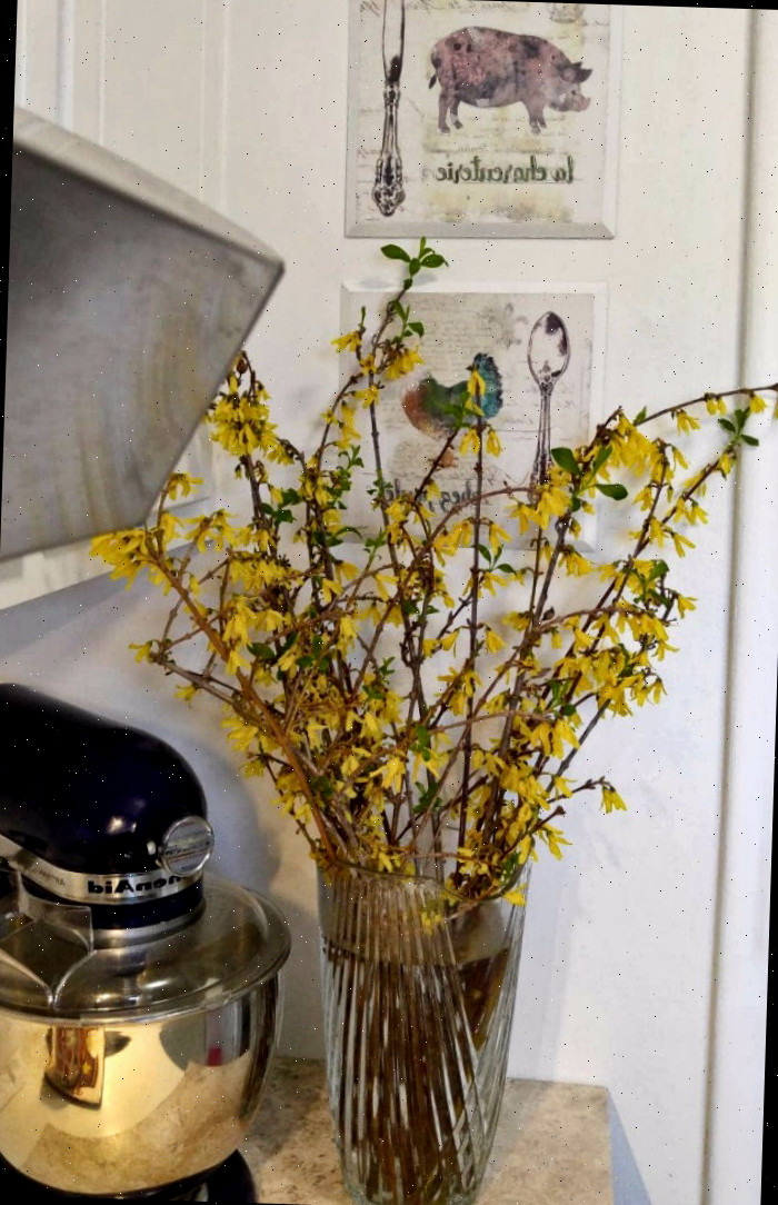 Forçando ramos de forsítia com flores amarelas em uma bancada de cozinha ao lado de uma batedeira e pinturas.