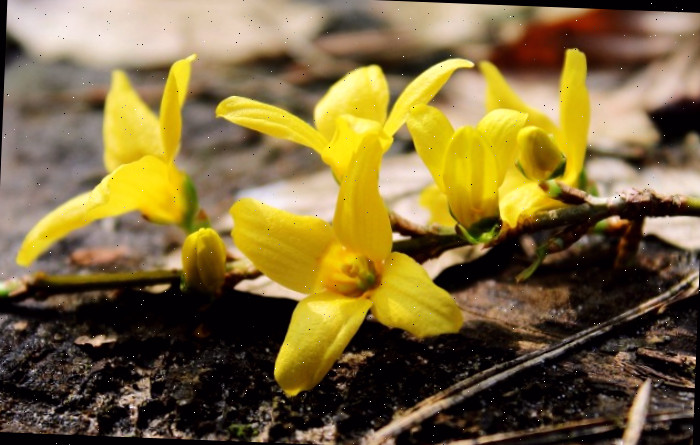 Flores de forsítia se abrindo em ramos de forsítia forçados.