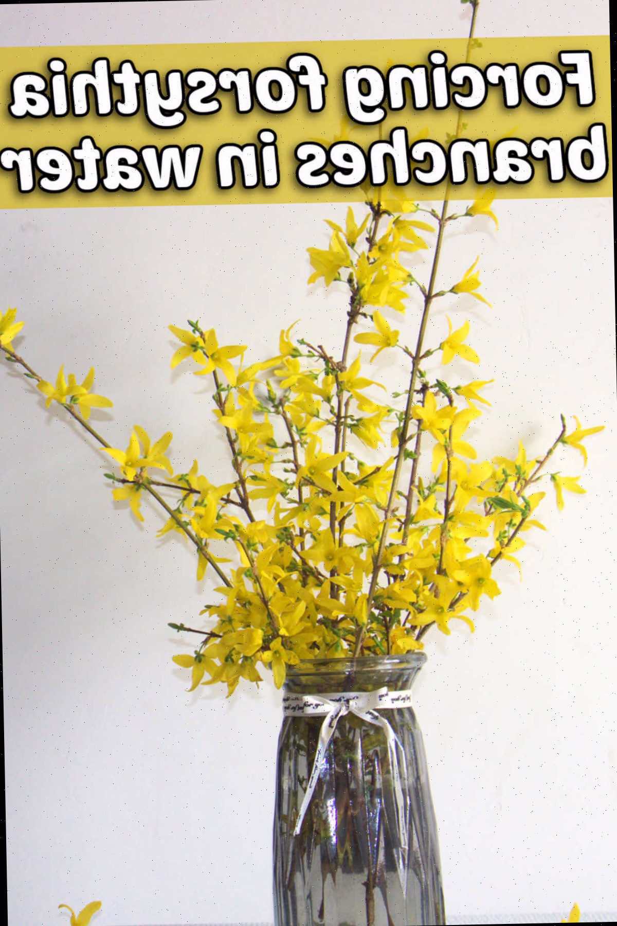 Flores de forsítia forçadas em um vaso com água. Texto amarelo diz Forçando ramos de forsítia em água.