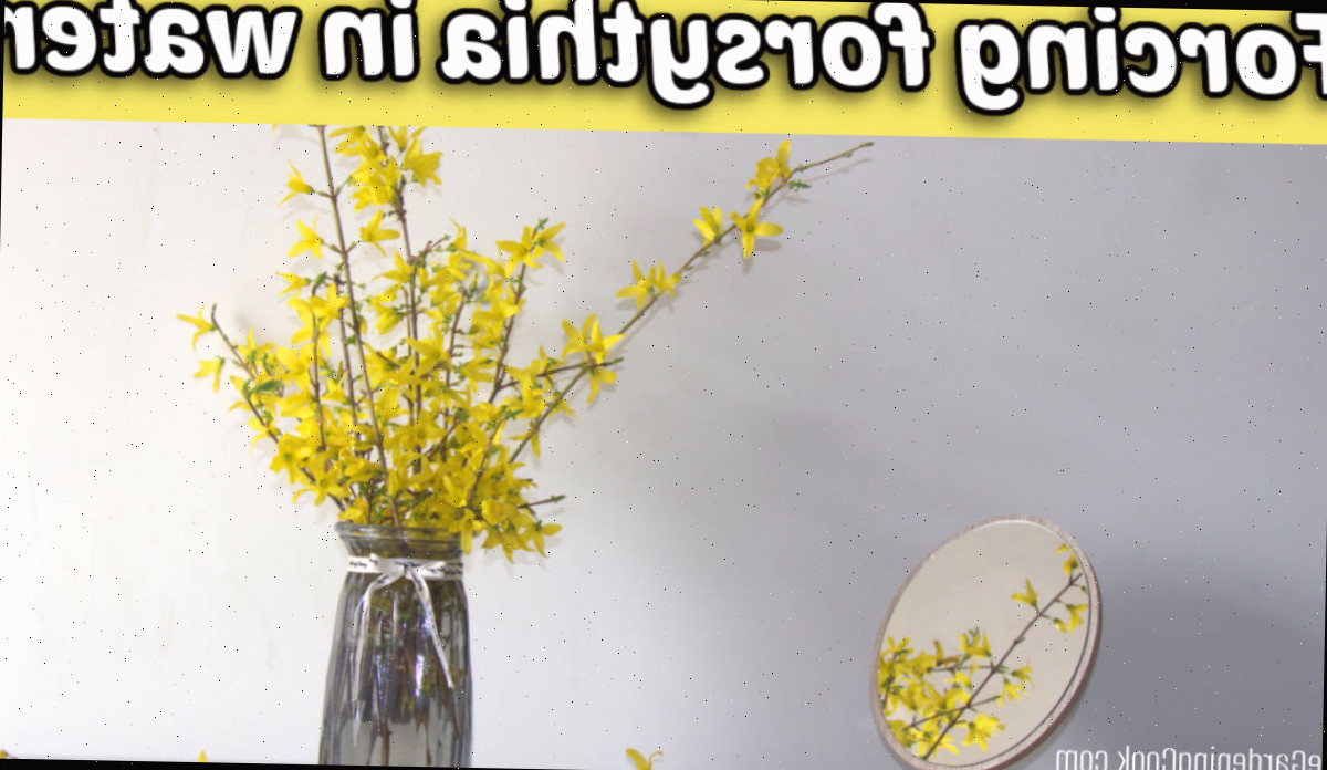 Ramos de forsítia em vaso com água ao lado de um espelho refletindo as flores.