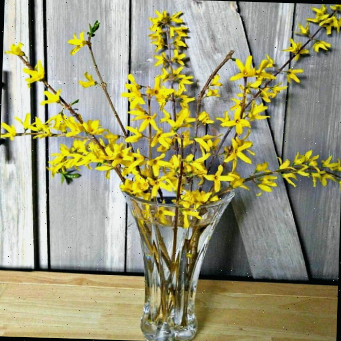 Como Forçar Flores de Forsítia Dentro de Casa