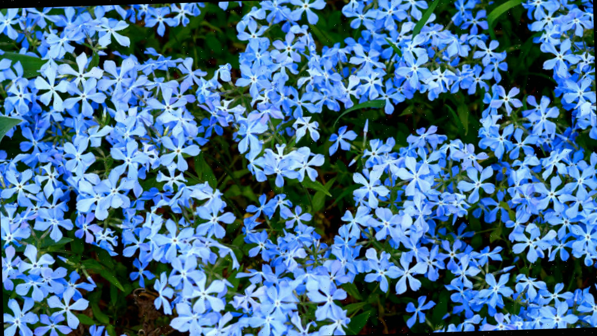 Flores azuis de miosótis.