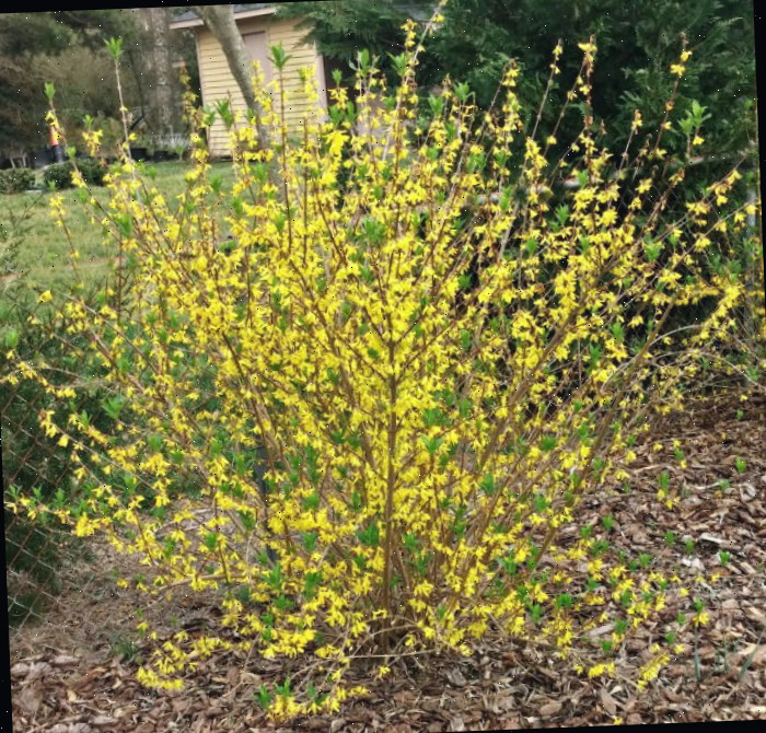 Arbusto de forsítia perto de uma cerca - Distância de plantio Um arbusto de forsítia plantado no início da primavera com 2,4 metros de distância ao longo de uma cerca.