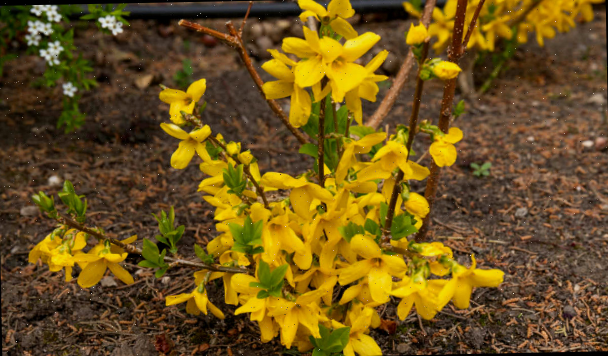 Um pequeno arbusto de forsítia plantado no início da primavera.