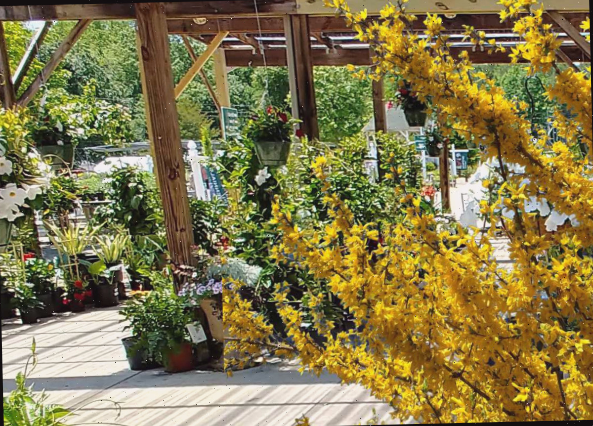 Flores de forsítia em primeiro plano contra a imagem de um centro de jardinagem.