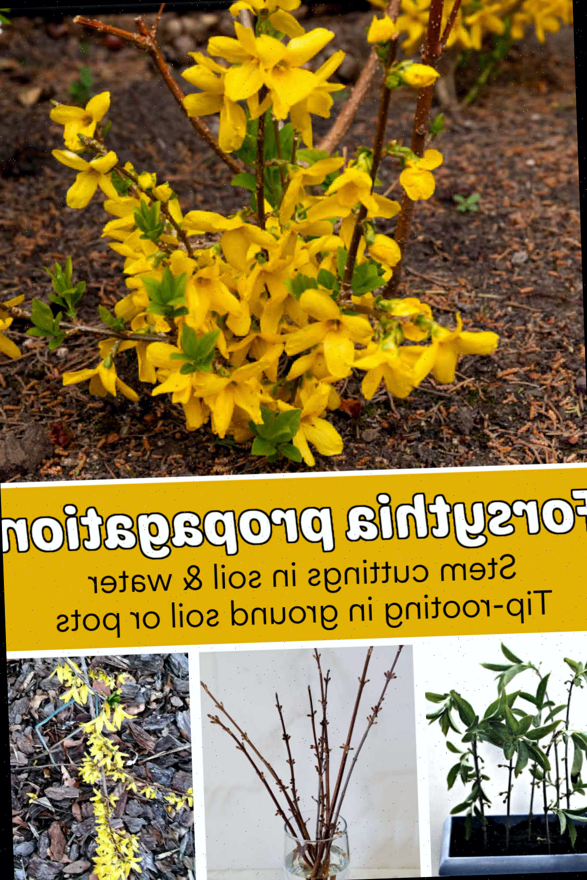 Uma planta de forsítia em flor e estacas em água e solo, além da técnica de alporquia de ponta. O texto amarelo diz propagação de forsítia.