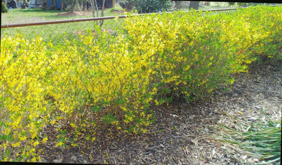 Uma cerca viva de forsythia em plena floração usada para cobrir uma cerca de tela.