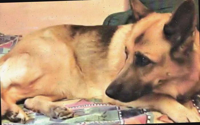 Frannie, nossa pastora alemã
