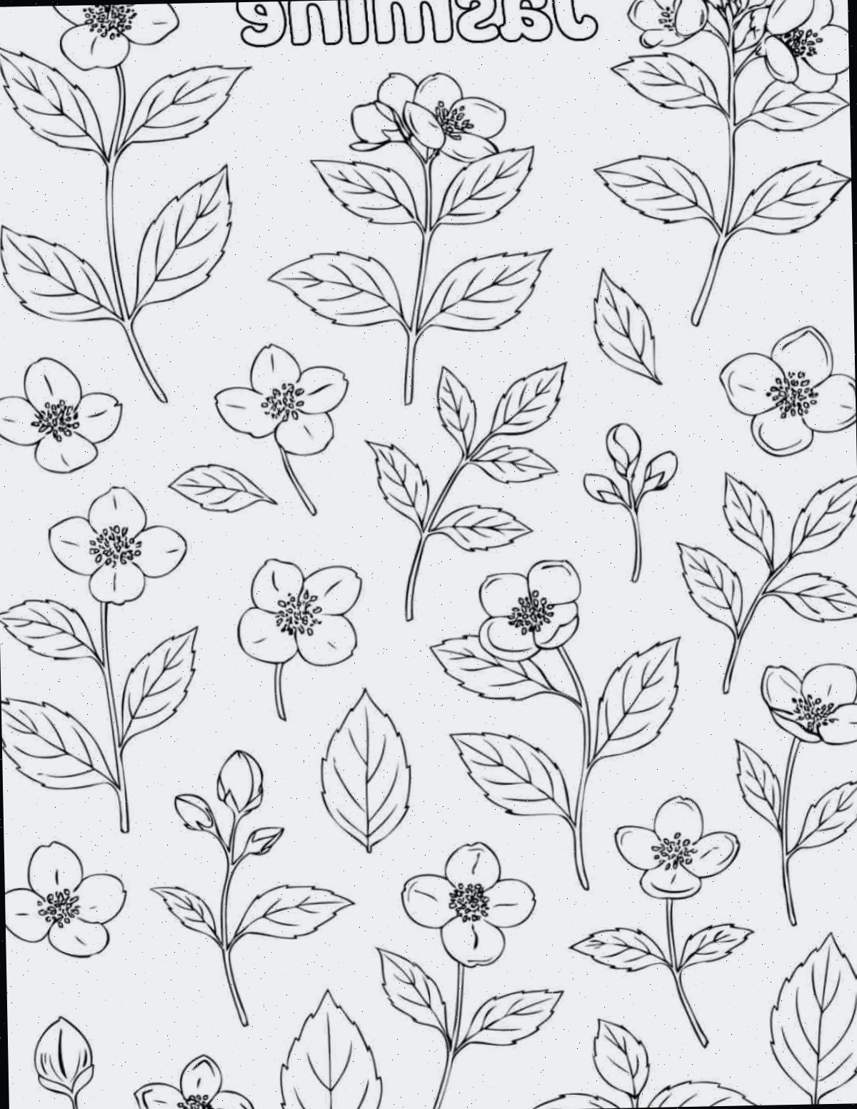 Folha para colorir de jasmim gratuita para impressão Uma folha para colorir de jasmim gratuita para impressão com a palavra jasmine no topo da folha para colorir, e flores de jasmim isoladas e folhas de jasmim na imagem.