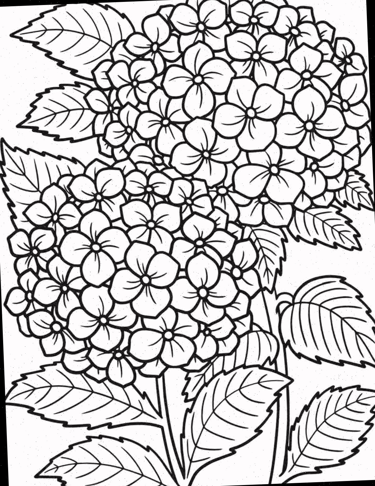 Página para colorir hortênsias para impressão Uma página para colorir hortênsias para imprimir com dois grandes caules de hortênsia mophead e folhas centralizadas na folha para pintar.