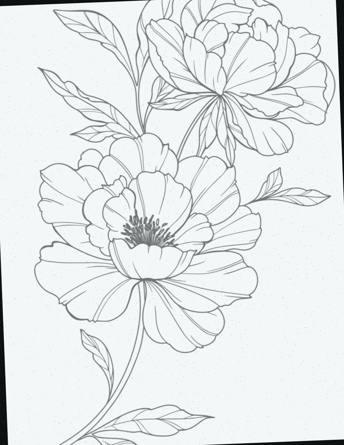 Páginas para colorir de peônias Uma folha para colorir de peônias gratuita para impressão com duas flores grandes de peônia no centro.