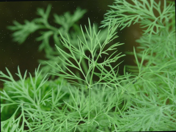 endro fresco O endro fresco é aromático e simples de cultivar. É utilizado em muitas receitas para temperar.