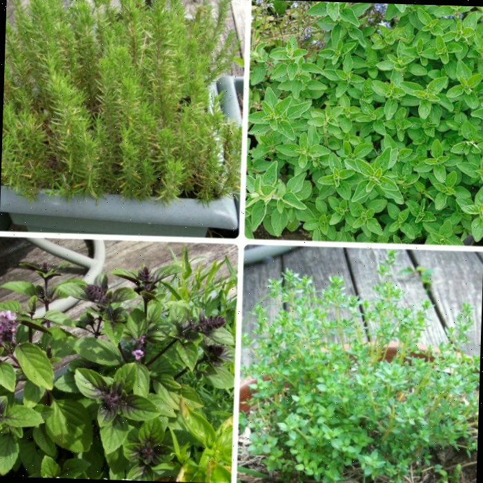 Um jardim de ervas de cozinheiro. Descubra como cultivar ervas frescas como manjericão, orégano, alecrim e tomilho.
