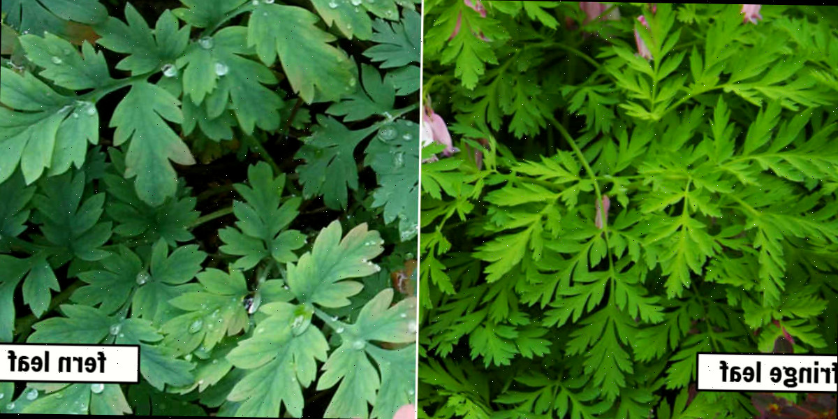 Uma montagem com fotos de plantas coração-sangrento de folha serrilhada e de folha de samambaia, identificadas com caixas brancas.