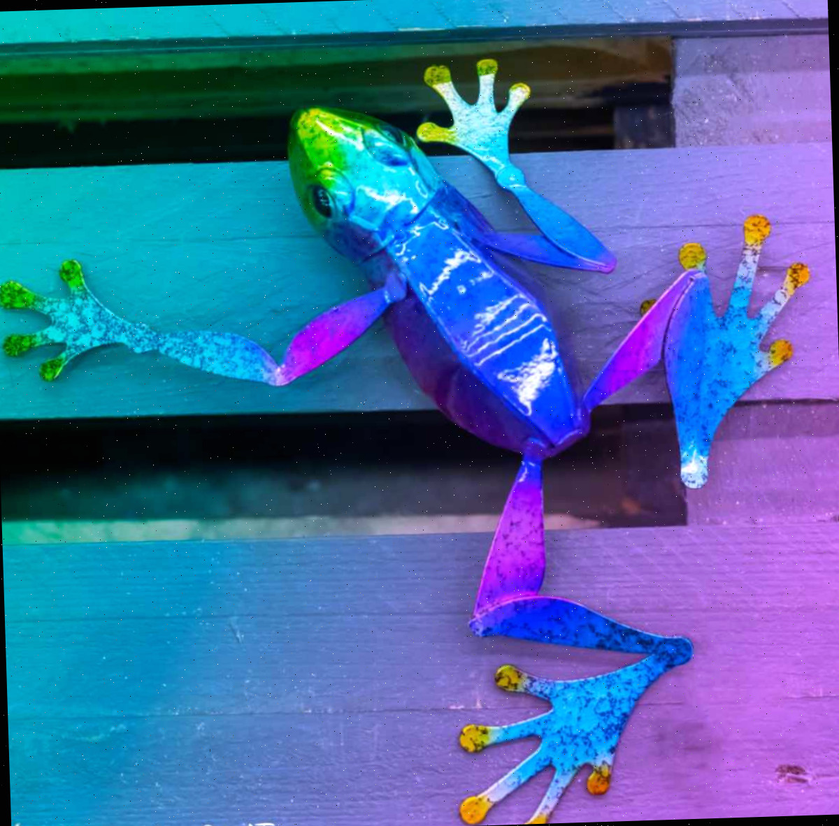 Sapo pintado