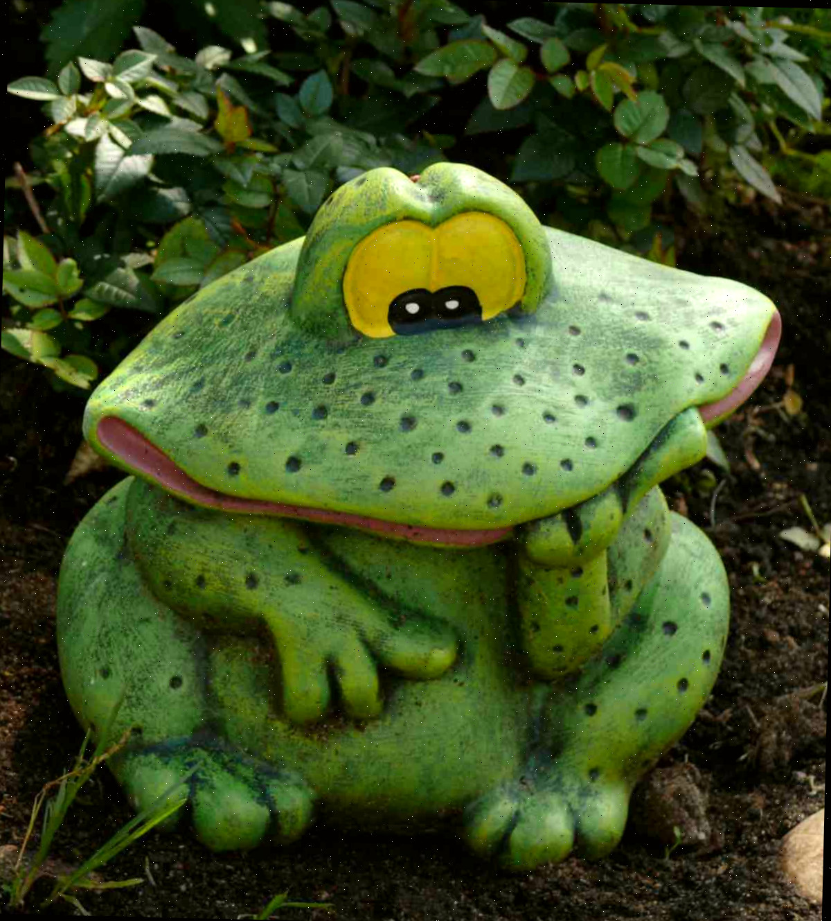Sapo perplexo
