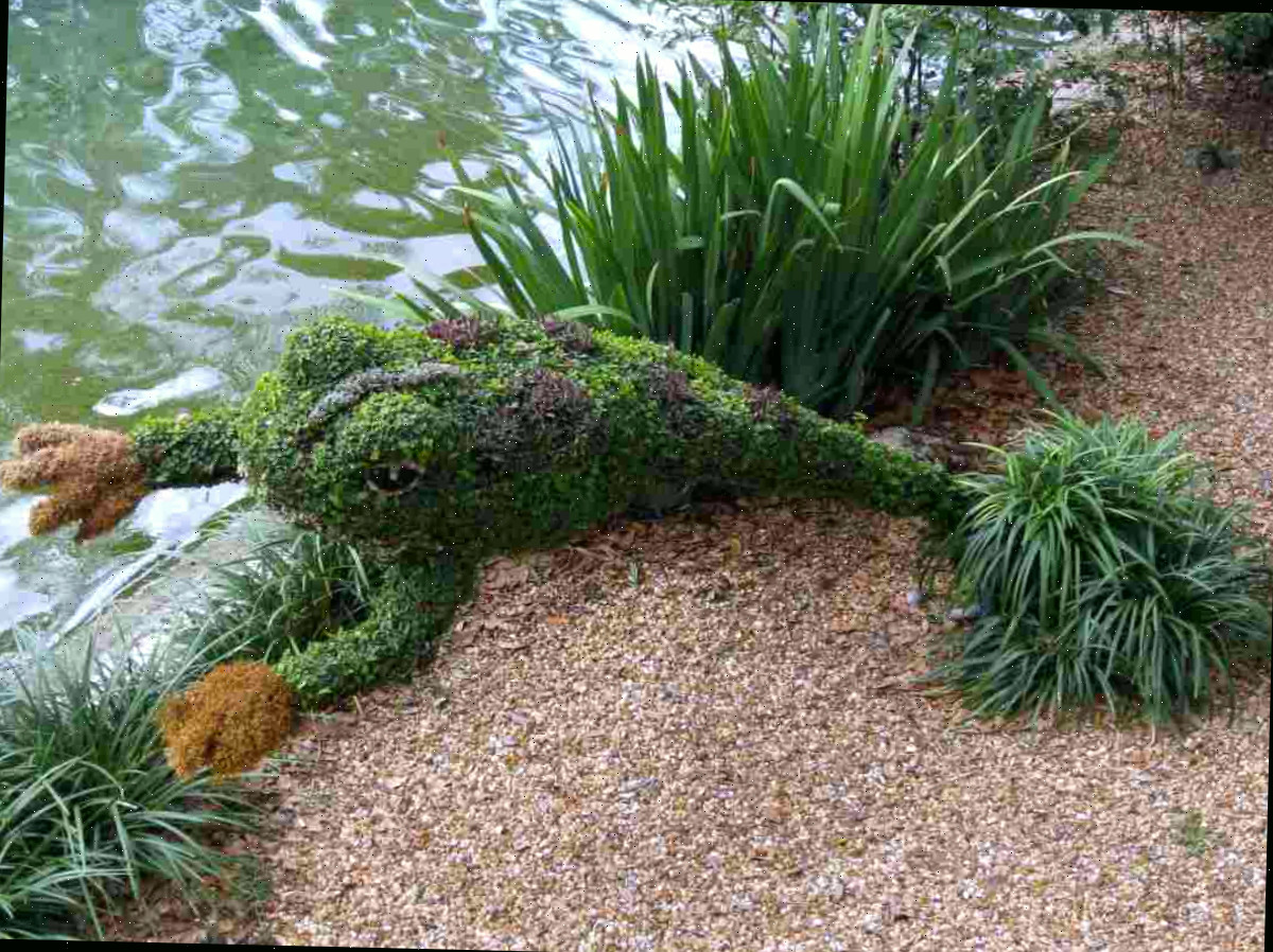 topiaria de sapo