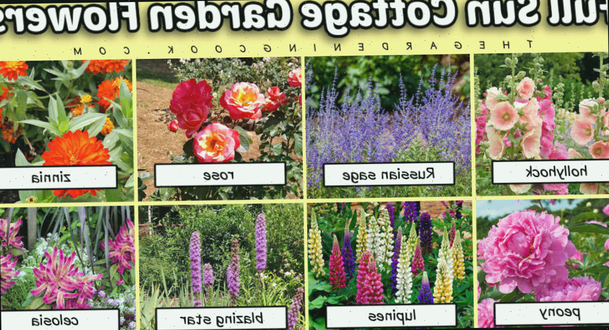 Plantas para jardim cottage de sol pleno com imagens e nomes abaixo delas.