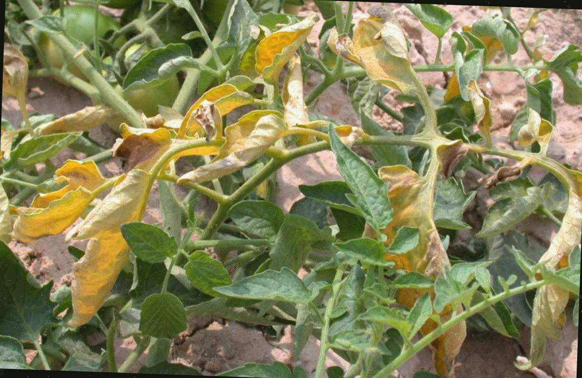 Murcha de Fusarium ocasiona folhas amareladas. Amarelecimento das folhas do tomateiro ocasionado pela doença murcha de fusarium.